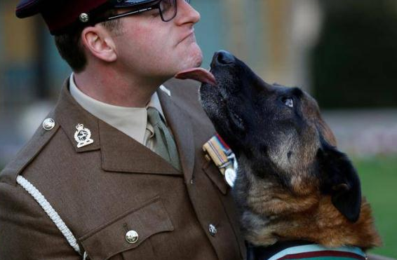 英国警犬反恐行动中表现英勇,获全英最高奖章!