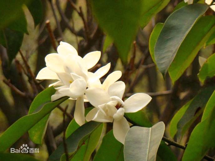 国家一级保护野生植物,极危种——峨眉拟单性木兰
