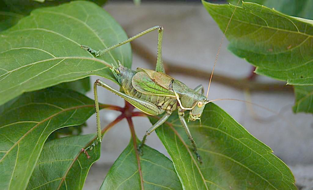 过去农田常见的昆虫蝈蝈,现在你们哪还有吗