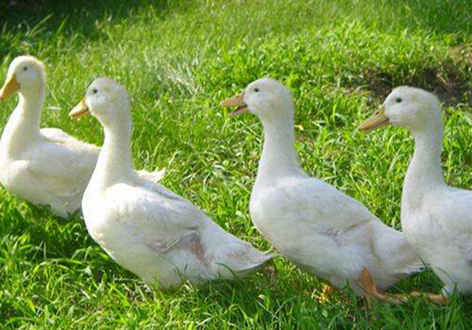 肉鸭- 热门商品专区