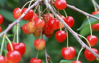 它是农村常见的"野生车厘子",酸甜可口,吃过的人孩子都有了