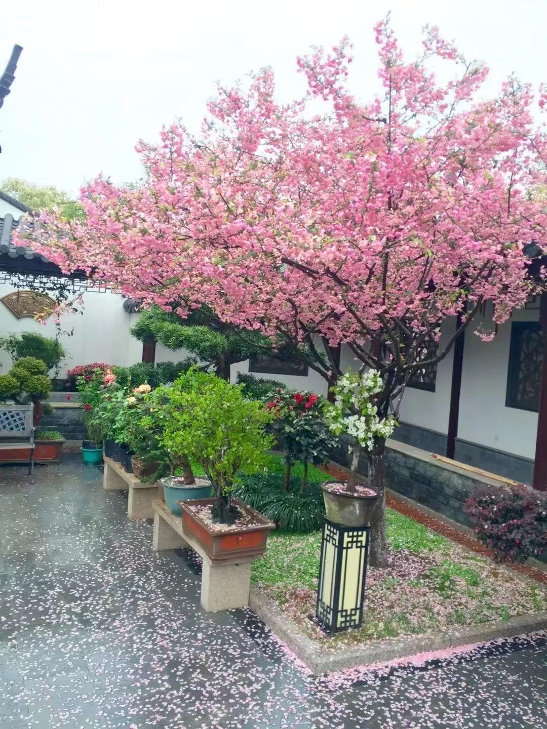 愿老来有个小院,养花种草,做一个幸福的养花奴!