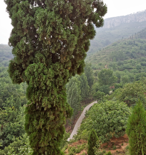 更奇怪的是,据称这里的柏树木质从里到外都是红色的,当地人便将其称为