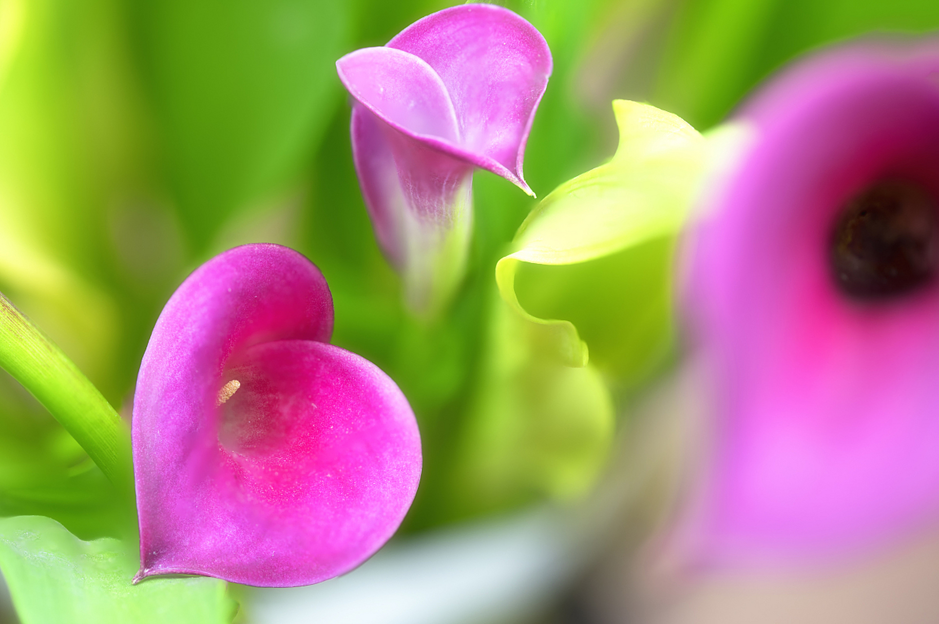 马蹄莲叶片形状优美,花朵清新淡雅,常用于盆栽观赏.