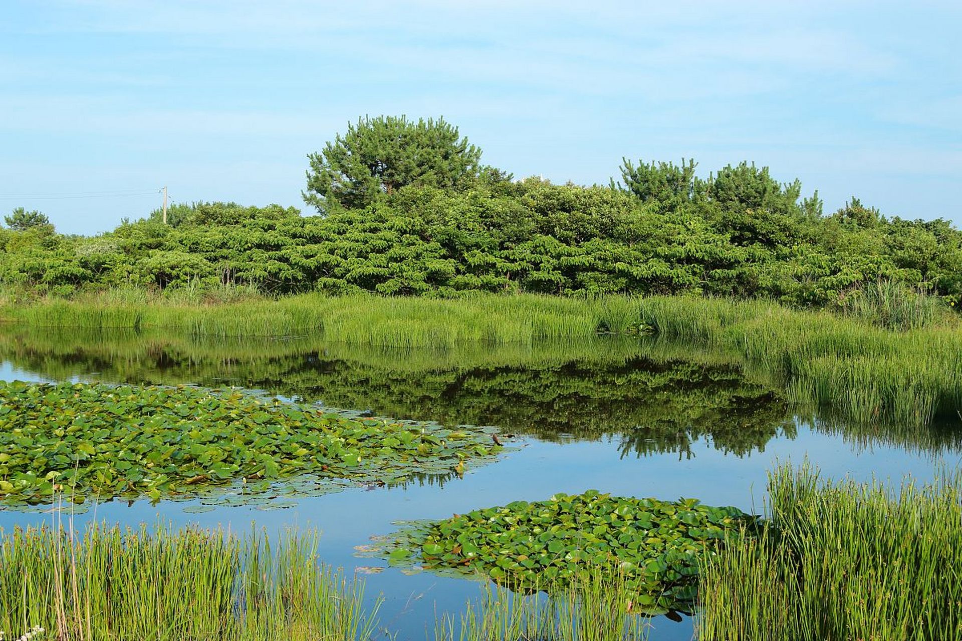镜头里的春天#  盐城滨海湿地公园春游,这片被誉为中国最大滩涂湿刎