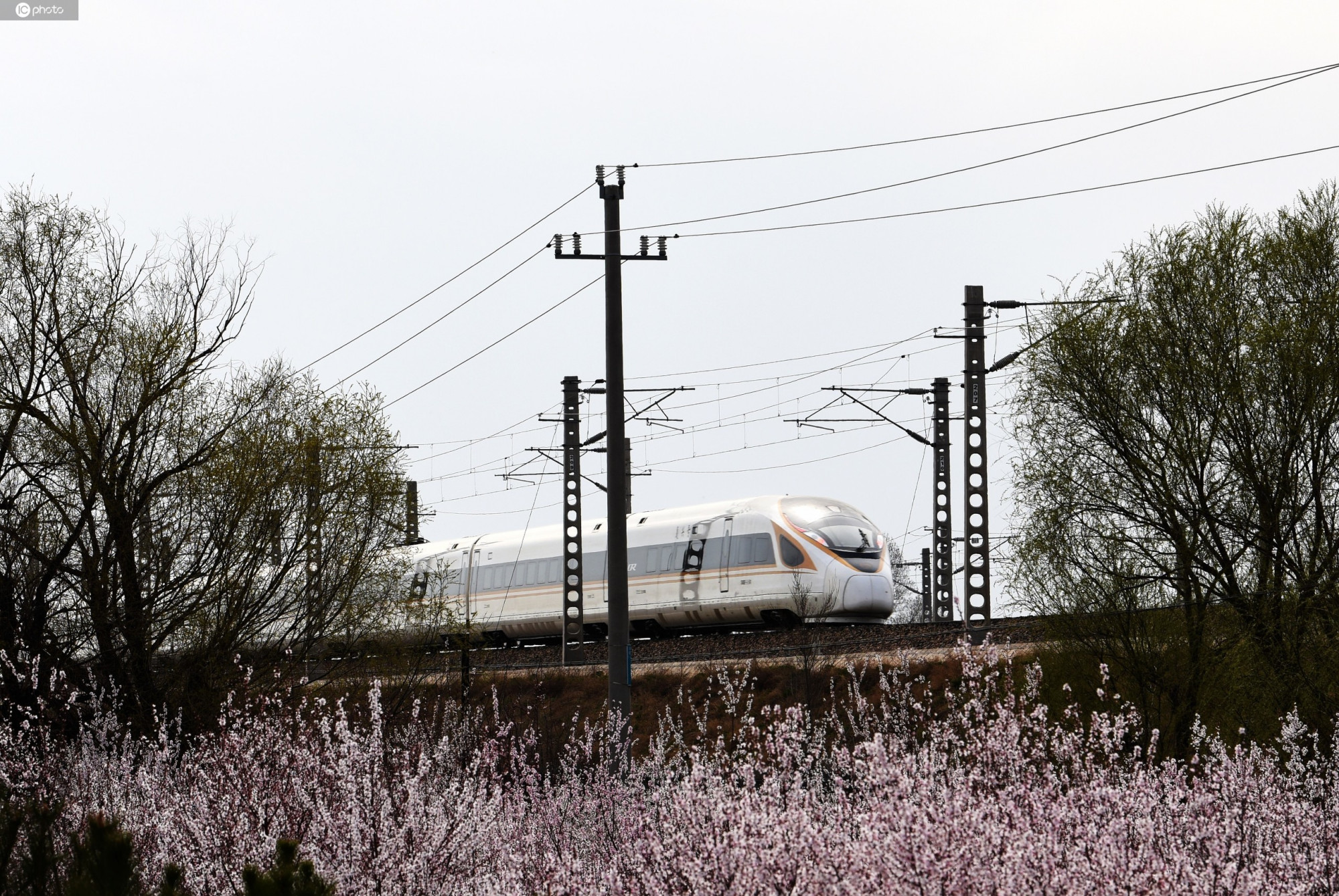 【来源:ic photo】京呼高铁复兴号列车飞越花海美景如画 春意盎然