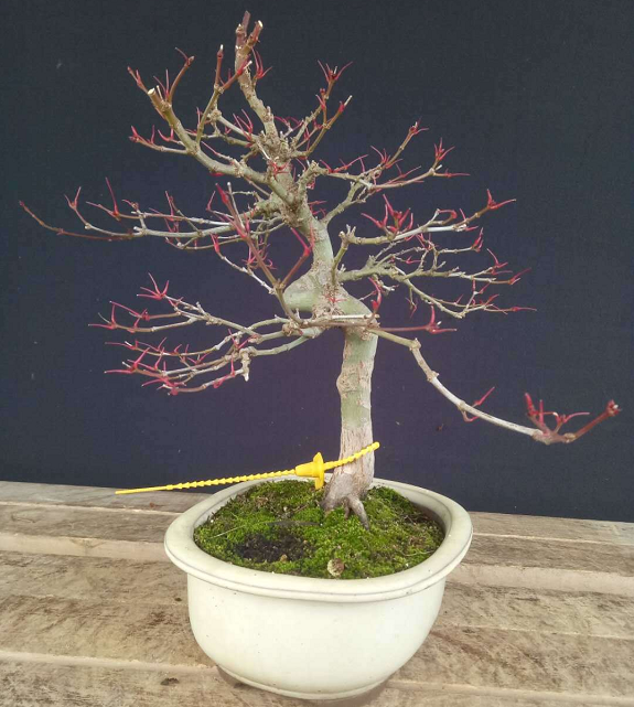 红千鸟盆景 主干弯曲有度,自然大树型 ,非常完美 ,枝条自然 ,秋天红叶
