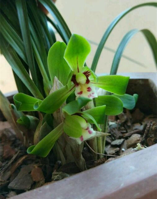 5种品香花卉,随便种一盆,能熏一室香