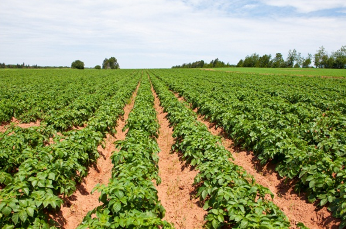 马铃薯种植 - 2020年最新商品信息聚合专区 - 百度爱采购