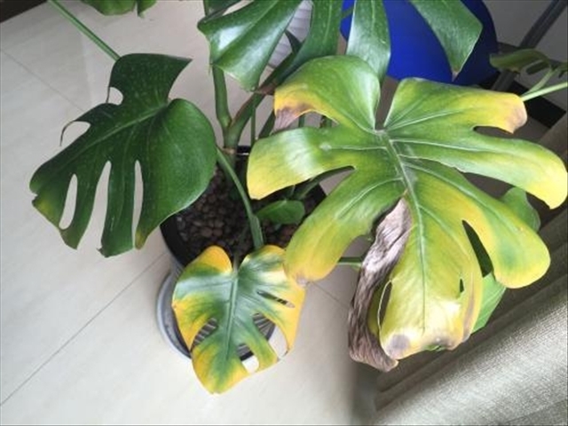 龟背竹出现了黑斑的现象,我们应该如何解决,还可以净化空气!