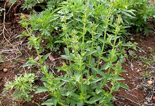 朋友在野外找回止咳的青蛙草,我感觉不太像,你认为是真的吗