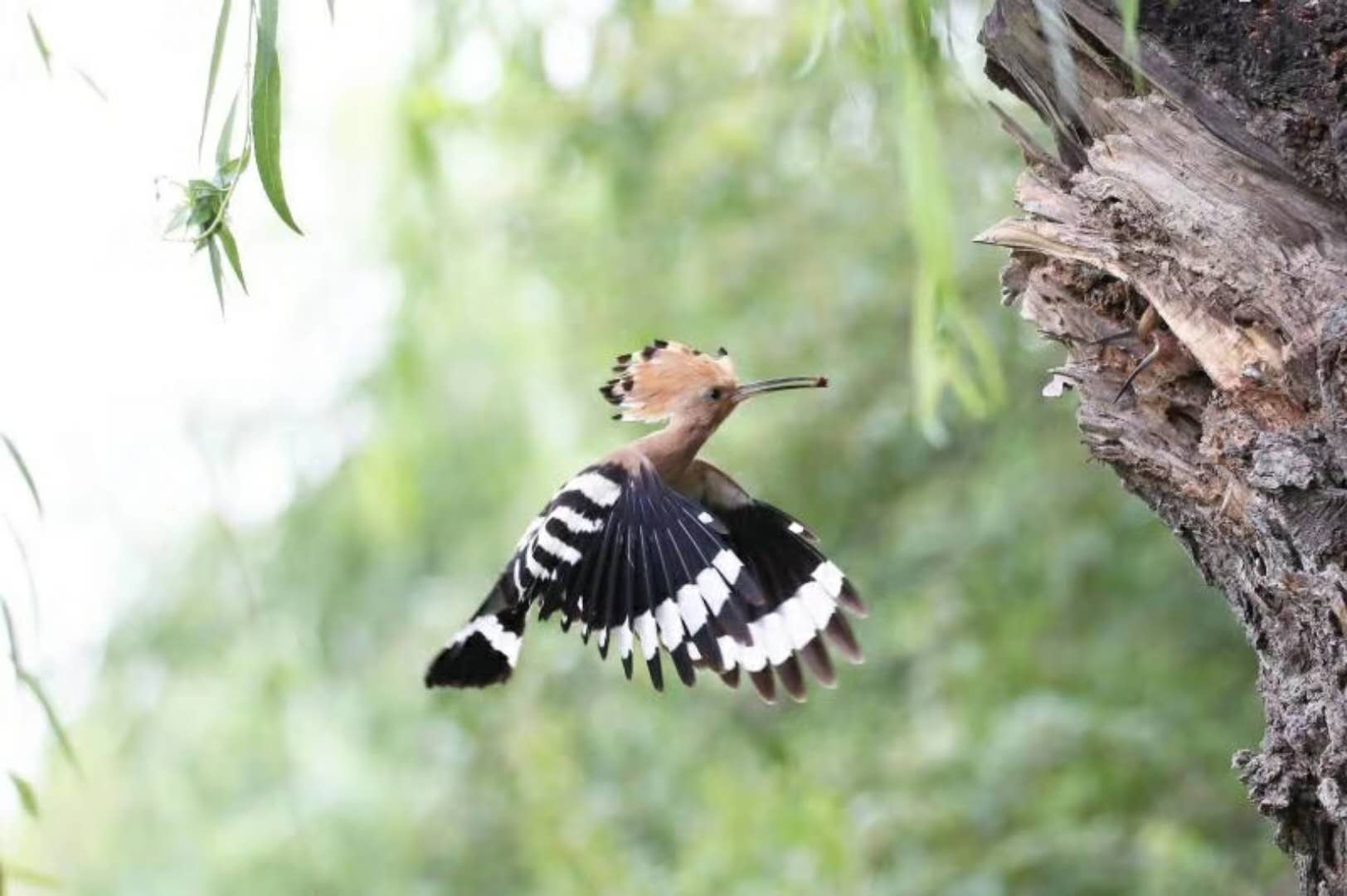 有谁知道这种头上长小扇的鸟的学名叫啥?是啄木鸟吗?