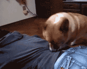 汪星人:"看我如来神掌~" 铲屎官:"嗯.左边.再右边一点.