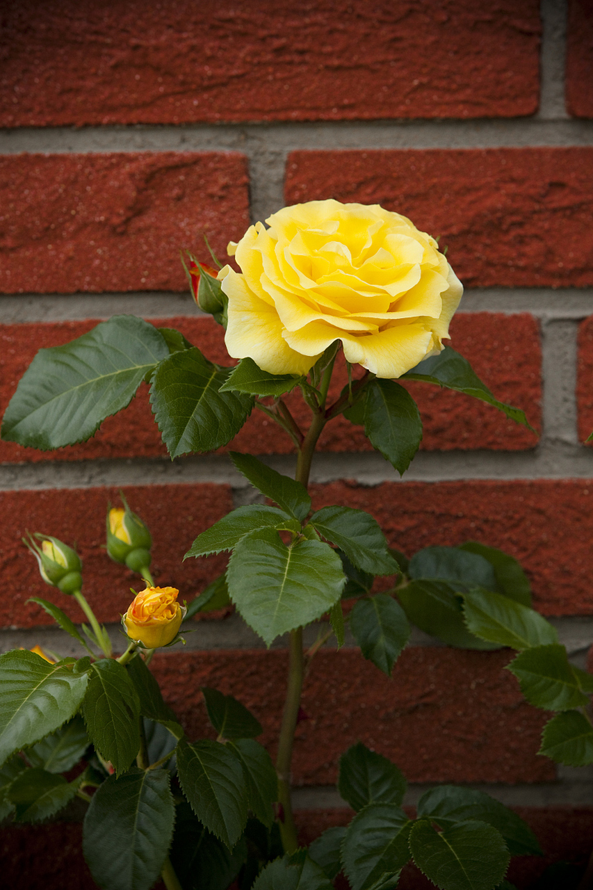 阳台花卉新星!果汁月季凭借鲜艳花色与芽变特性,绽放绚丽风采.