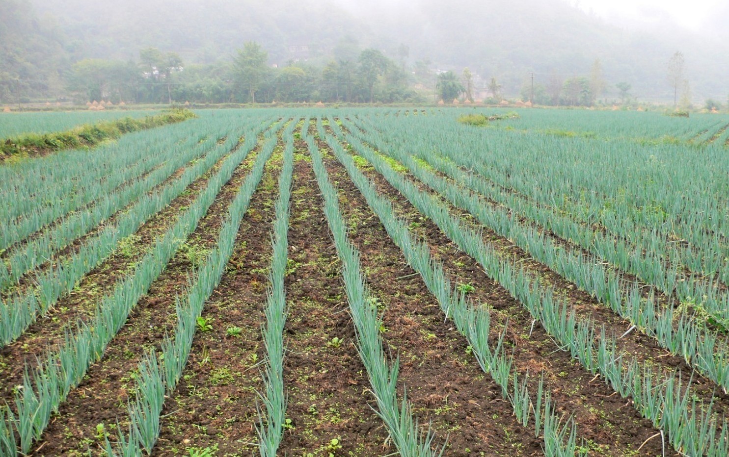 大葱种植有方法,做到这几点,轻松达到高产
