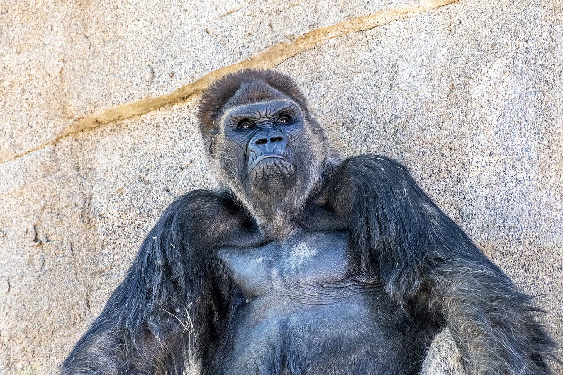 揭秘人类祖先:非洲南方古猿与海德堡人,他们塑造了我们的直立行走和大