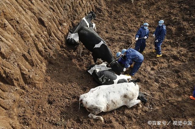 养殖格罗维牛要重视这几点,才能保障后期养殖效益