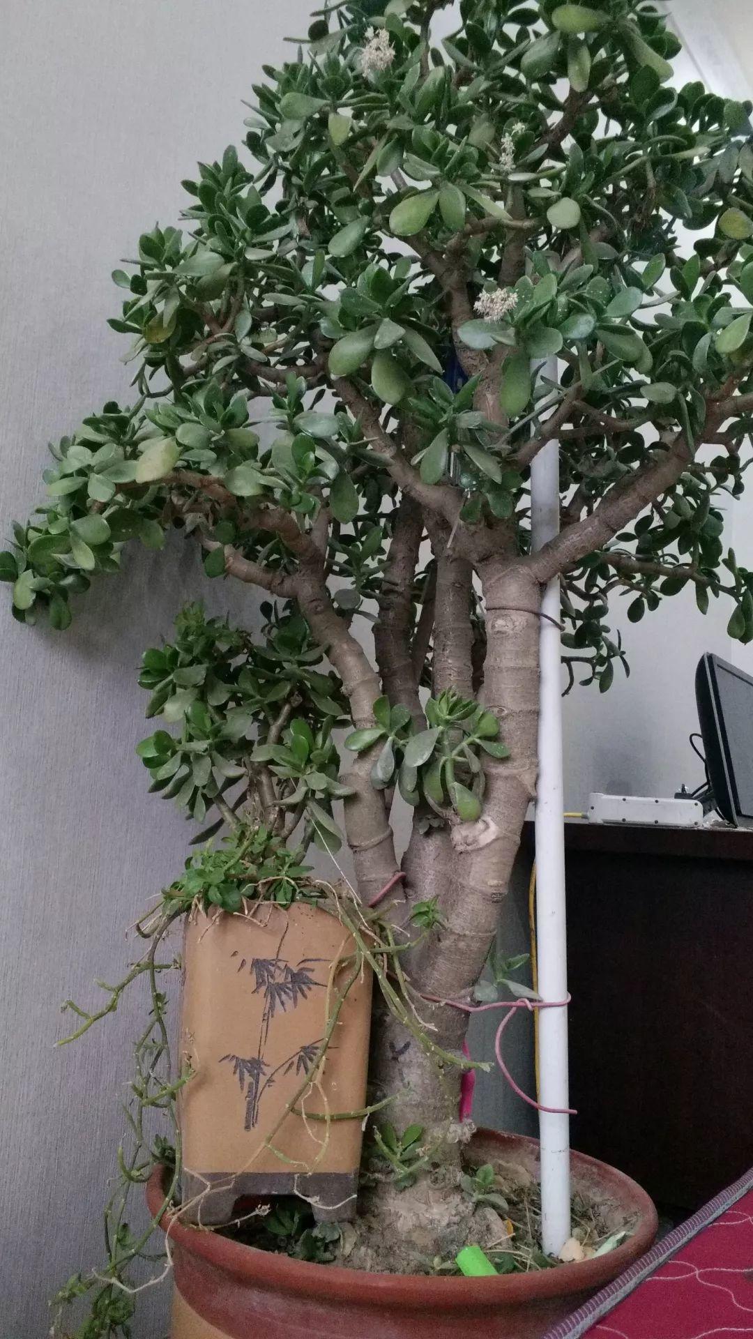 养了20年的玉树,杆子比大腿还粗,满树白花跟下雪了一样!