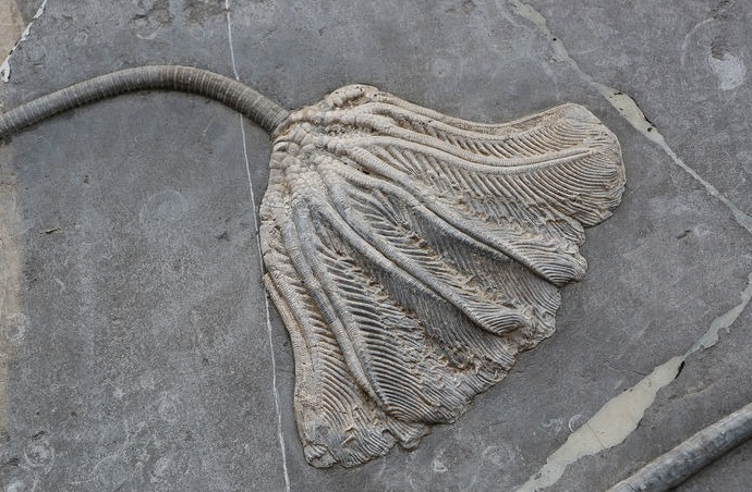 海百合竟然是比恐龙还古老的动物!而且还拥有快速修复自身的能力