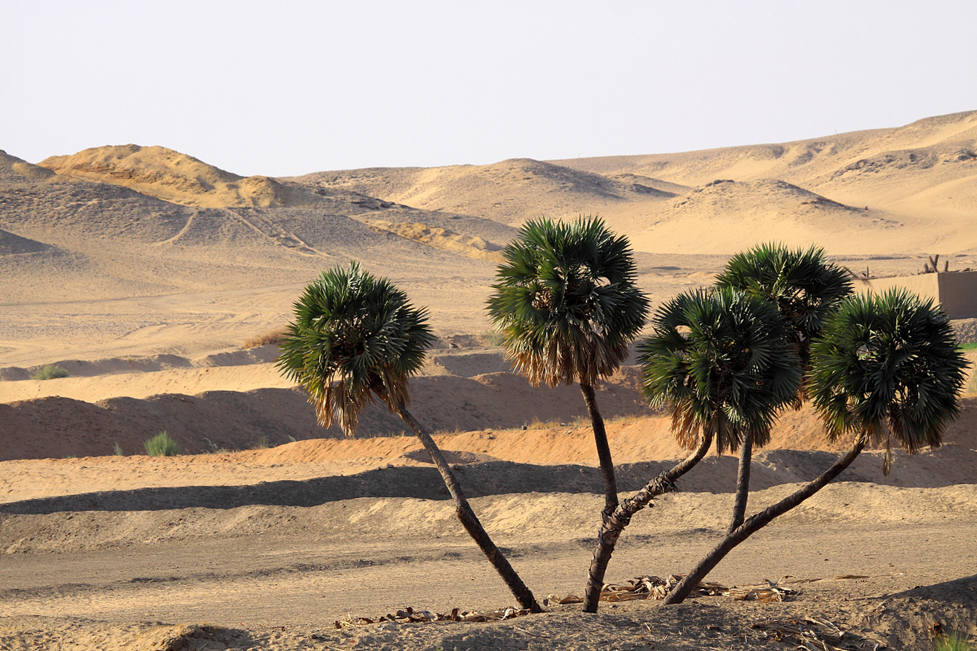 就是这样的贫瘠之地,一代代林草人不懈的努力,如今沙漠终于成了绿洲.