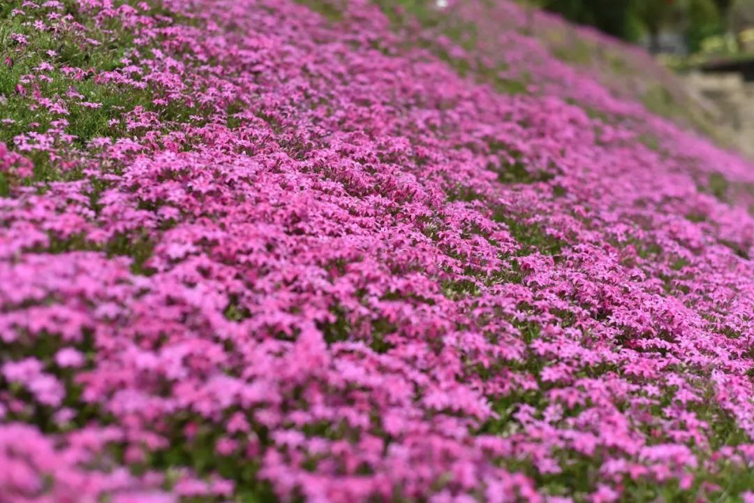 寻"知音"!在上犹,看见人间最美四月天!