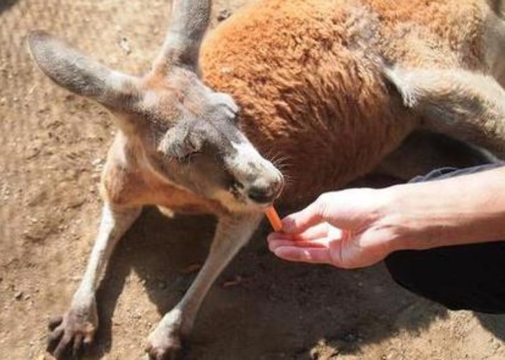 日本最"奇葩"动物园:游客能与动物接触,进园要签"生死状"