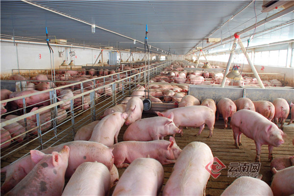 保山隆阳区大型养猪场图片