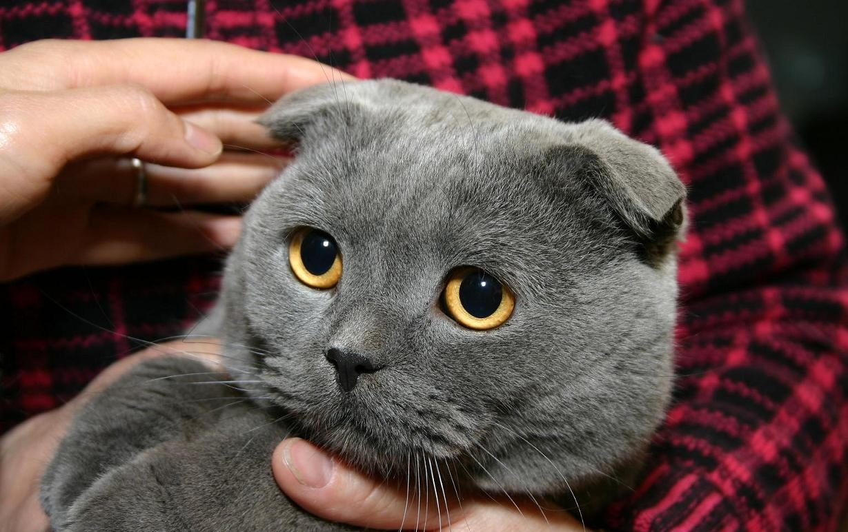 折耳猫在软骨部份有一个折,使耳朵向前屈折,并指向头的前方!