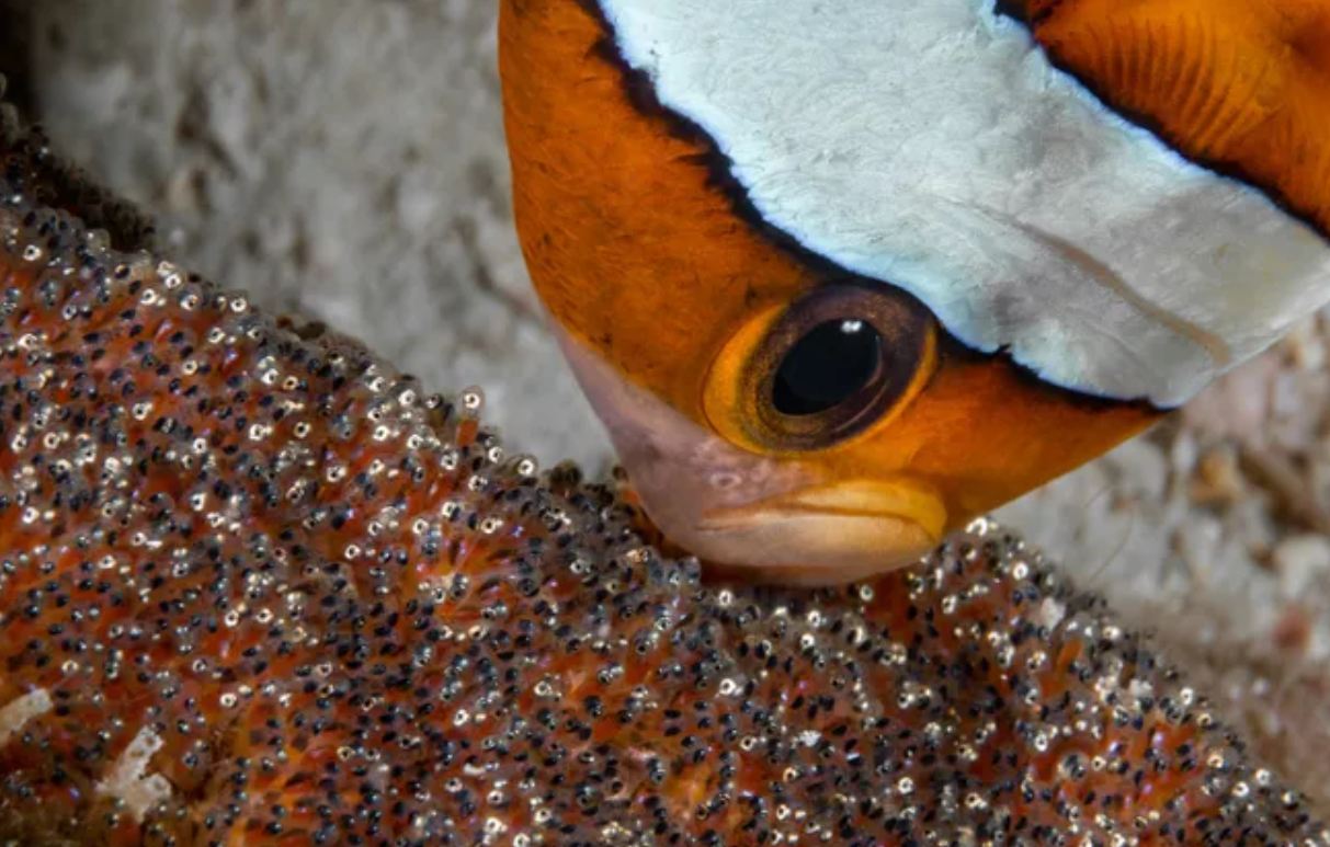 小丑鱼母亲正忙碌着照顾自己的幼蛋,它显得格外的细心,充满母爱.