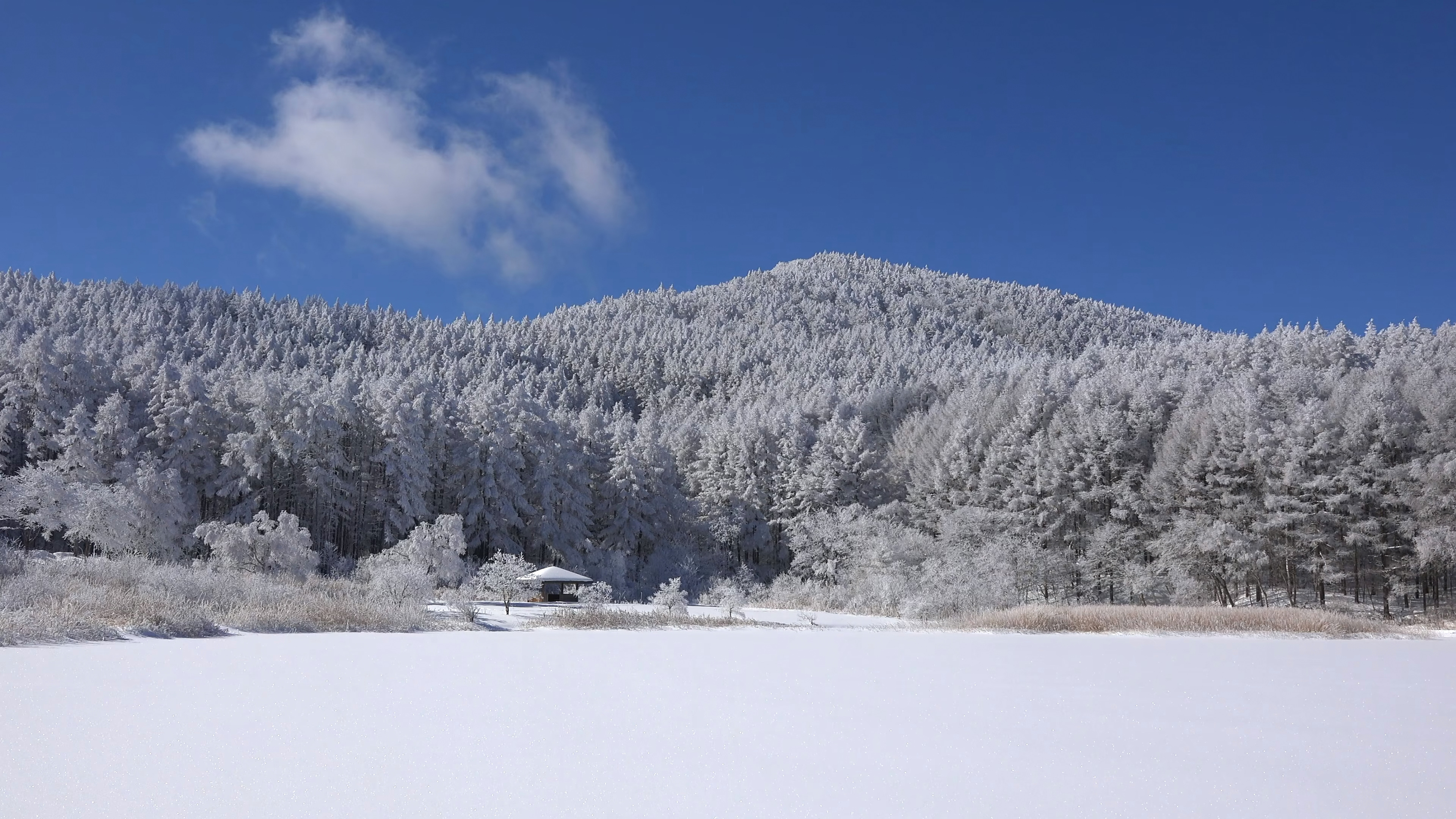 看一看风景 白雪皑皑