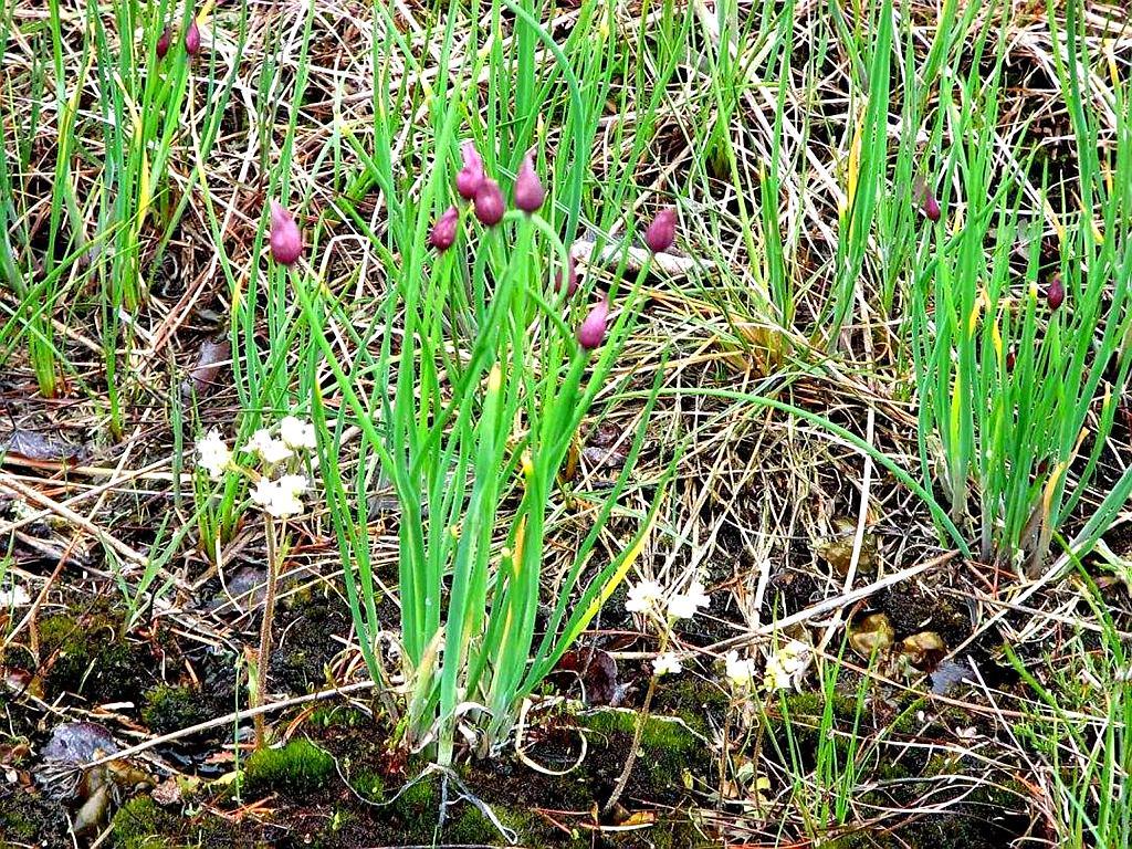 人称"野葱葱儿",掐叶留根别挖走,厨师:真的很香 您吃过吗?