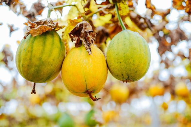 别名是瓜蒌,瓜楼,药瓜,天瓜,杜瓜,大圆瓜,大肚瓜等,它是一种常用的