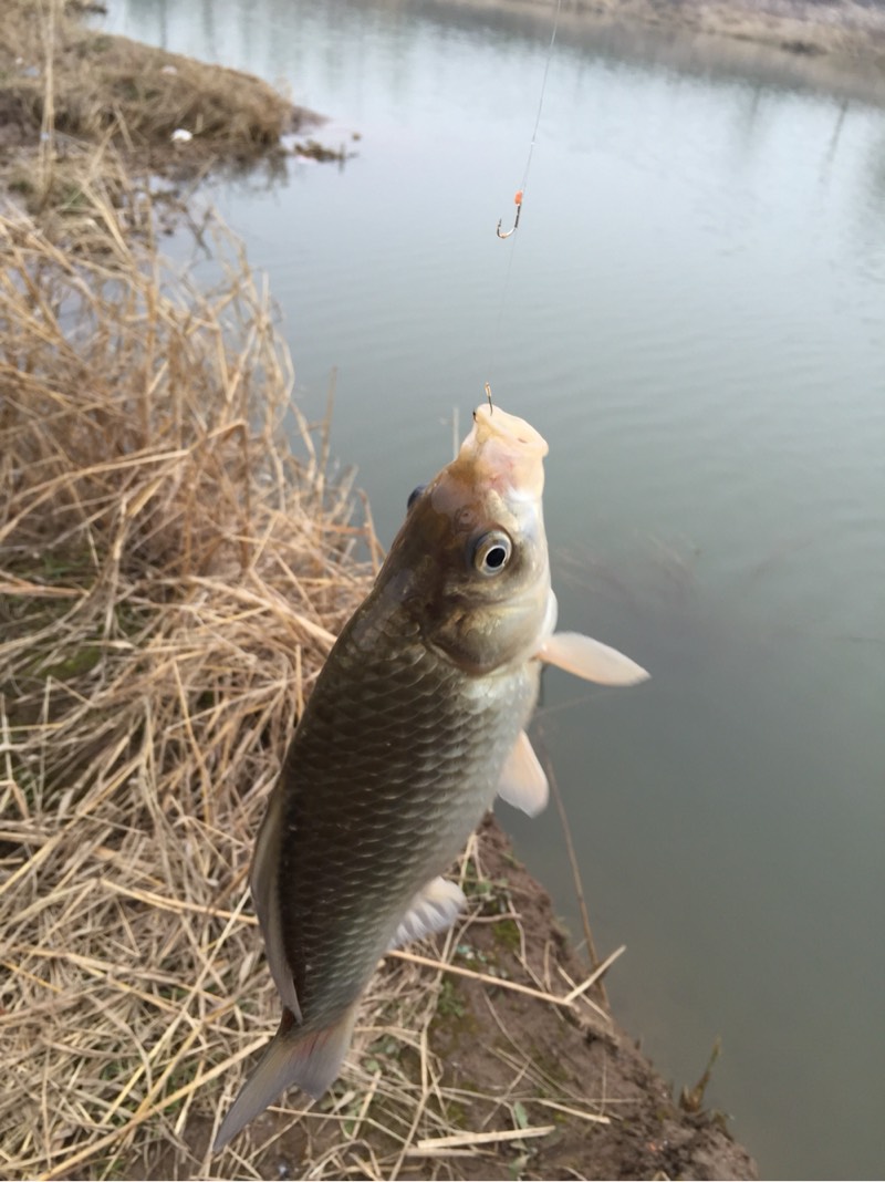 长江入海口垂钓纯正的野生大鲫鱼