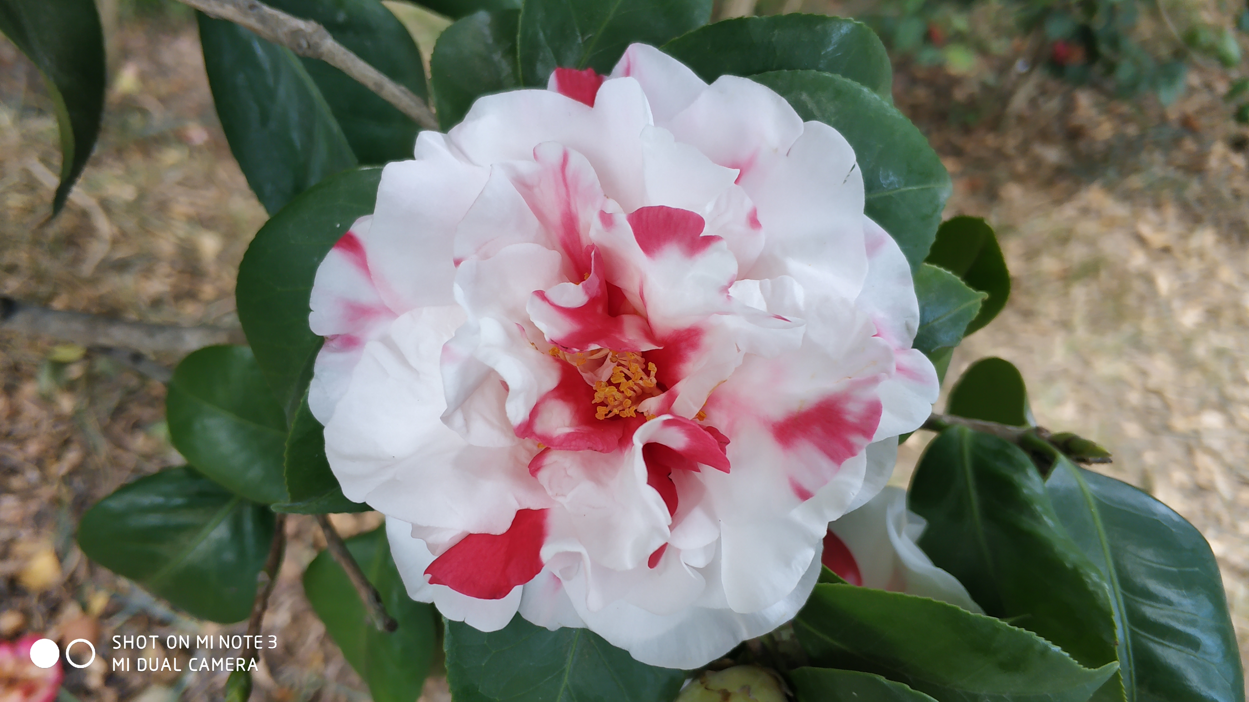 广东深圳园博园已经开成花海啦,不来此处打卡实在太可惜!