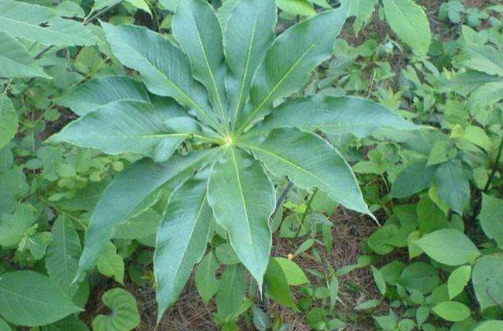 山竹间长这草,7片叶子开1朵花,多数人不认识,但卖价100多一斤