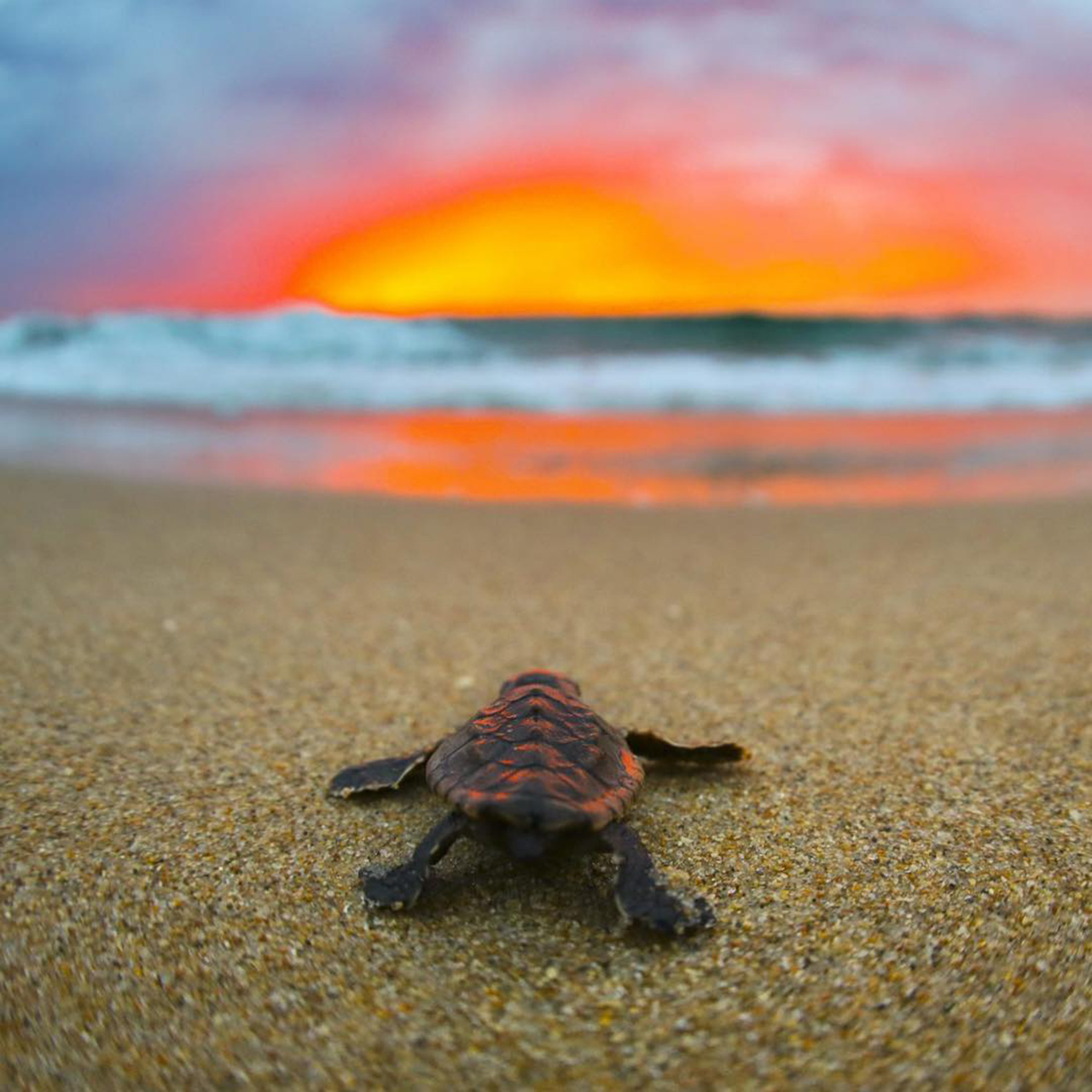 摄影欣赏:大海中的小海龟,"冒泡"的样子超可爱!