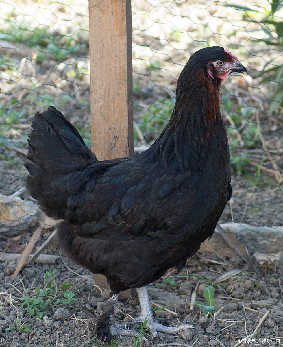 这可不是一般的鸡,而是自带"黑"属性的神秘物种!