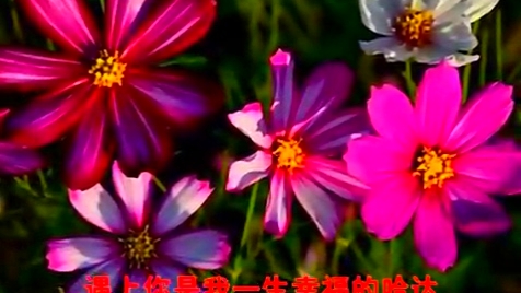 歌曲《格桑花》