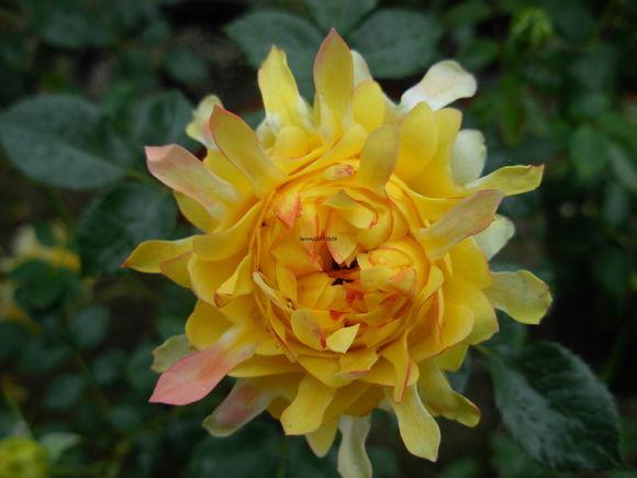 盘点那些别致的波浪边月季,哪款是你的最爱