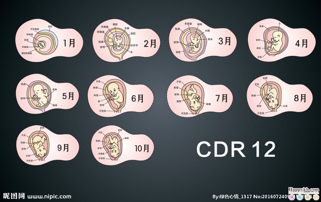 胎儿1-40周的发育过程如何?从小颗受精卵到一条小生命!很奇妙!