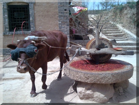 修行如果不修心 如牛拉磨白费劲