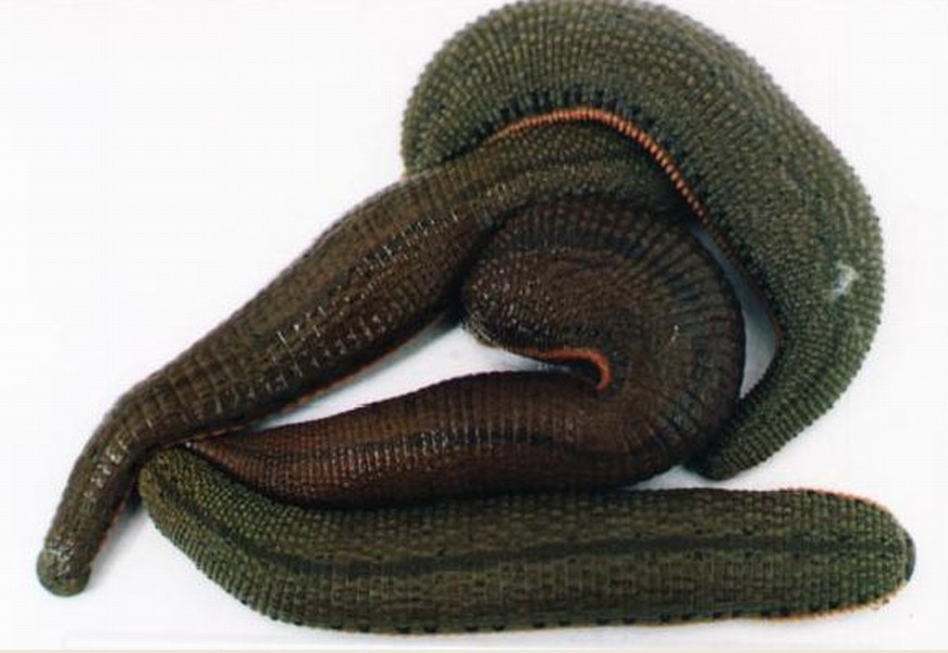 水彘蜂你真的了解吗?水彘蜂知识科普