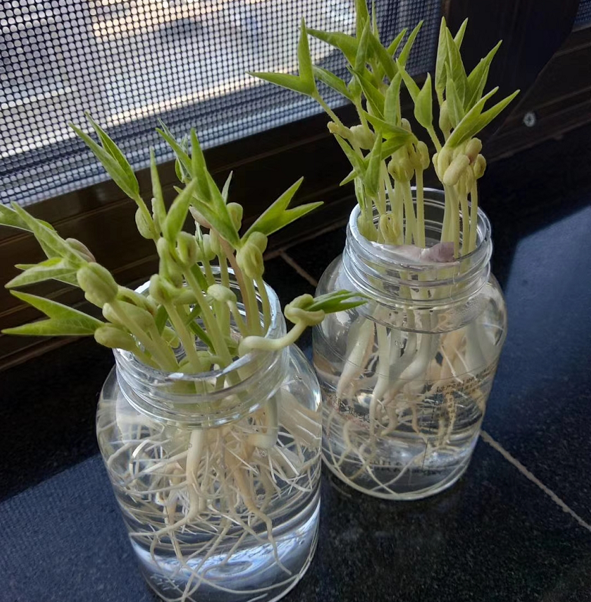 7粒"绿豆"丢水里,10天长出"小盆栽",比绿萝,发财树漂亮!