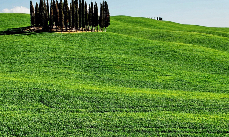 绿色的草坪上非常的美丽,一望无垠的景色,让人觉得眼前一亮.