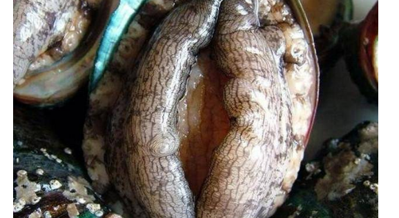 它是全球"最大"鲍鱼,长12.3英寸,直径31cm,土豪也不一定吃过