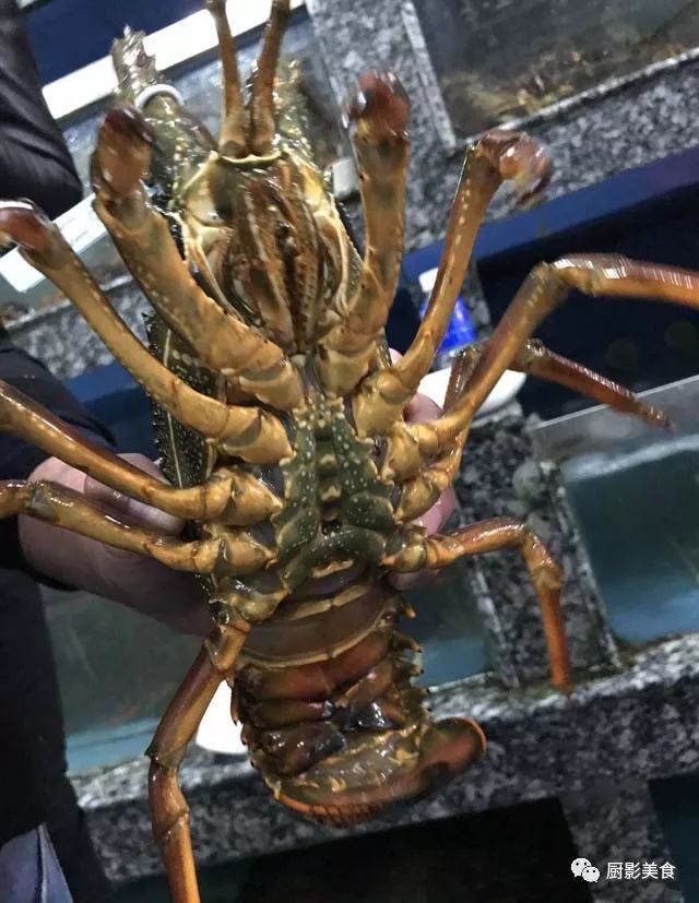 江湖中最牛逼的42只虾,你吃过几种?