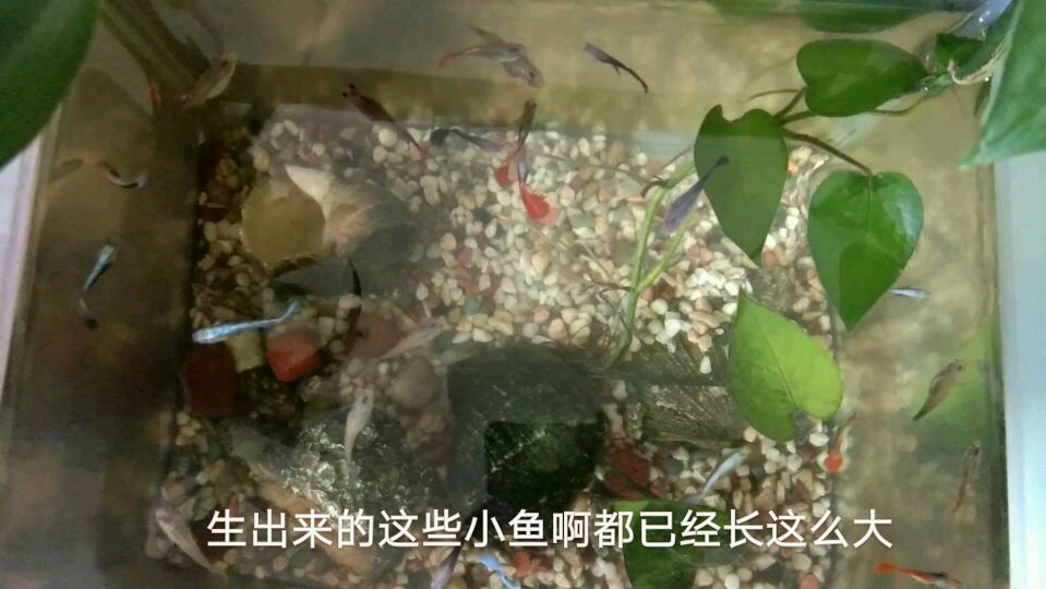 蓝孔雀鱼交品种会是什么颜色,一条能产几十条,一年爆缸