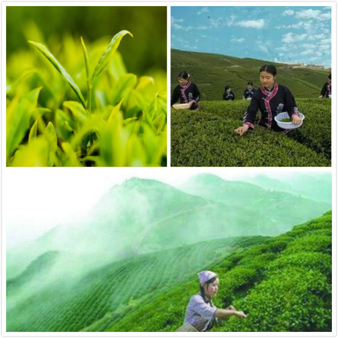 品味茶香,寄情山水,这6种茶为你展现独特的贵州茶文化