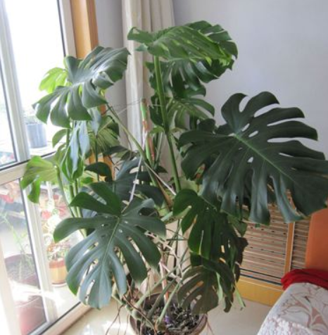 卫生间就养这3种植物,能"吸甲醛",除臭气,让家庭变得更舒适