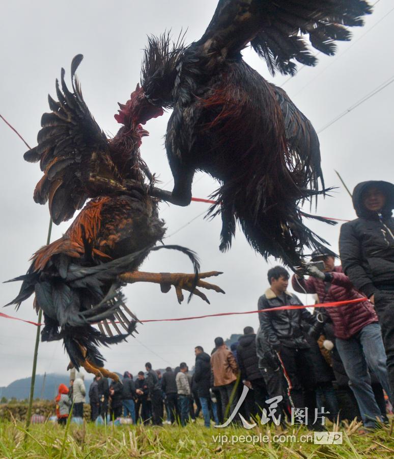 贵州凯里:苗族斗鸡闹新春